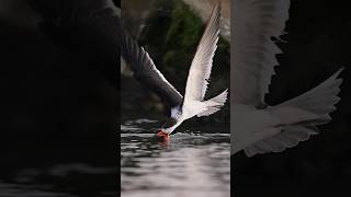 This bird does what See how the skimmer hunts for fish bird wildlife fishing GINAF [upl. by Sivek545]