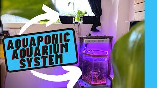 Aquaponic Aquarium  Aquaponic System for Beginners [upl. by Sonitnatsnoc]