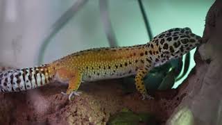 Building a bioactive terrarium for a new gecko [upl. by Gascony]