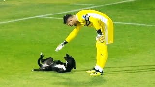 Momentos Más Divertidos Entre Perros y Dueños del Año 🔥😂 [upl. by Nyrrad]