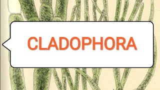 CLADOPHORA BScmedical 1st year [upl. by Egwin]