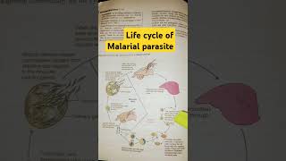 Life cycle of malarial parasiteNEET Biology shortsvideo [upl. by Axel531]