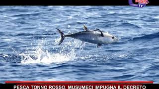 PESCA TONNO ROSSO MUSUMECI IMPUGNA IL DECRETO [upl. by Anelac422]