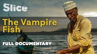 The Vampire Fish I SLICE I Full documentary [upl. by Enyad]