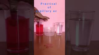 Practical of capillary action🤔  shortsfeed science sciencefacts shorts [upl. by Si453]