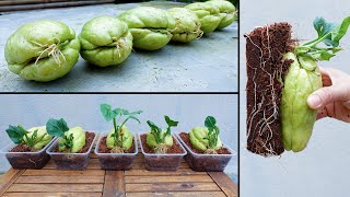 How to propagate chayote from fruit bought at the supermarket [upl. by Saloma]