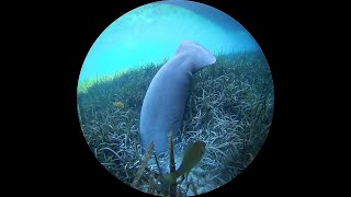 Silver Spring underwater Manatee Camera [upl. by Camp]