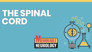 Spinal Cord Mnemonics Memorable Neurology Lecture 8 [upl. by Aitnauq]