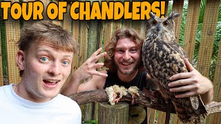 FEEDING COBRAS AND CROCS FT Chandlers Wildlife [upl. by Karia]