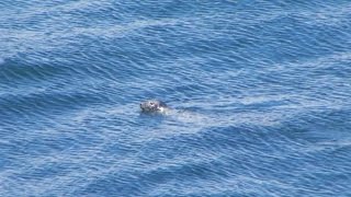 Seals at Grand Manan New Brunswick [upl. by Arul]