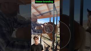 Freeze branding 😳 horse get painful or nor shorts ytshorts factsinhindi viral factsvideo [upl. by Naesar]