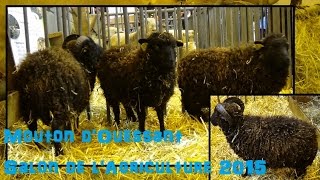 Mouton dOuessant  Ovis aries  Linnaeus 1758  Salon de lAgriculture 2015  022015 [upl. by Jessie]