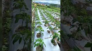 trending farming harvesting viral shorts youtubeshorts Thegreencrop [upl. by Aropizt738]