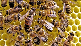 Bee Army How They Protect The Queen Bee  HD Documentary [upl. by Annadal]