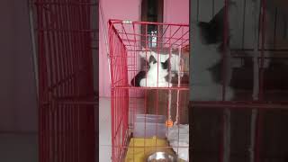 monet dan motocat catlover kucingimut kucing kitten mmhindah7975 [upl. by Ahsimek433]