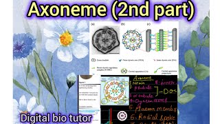 The Axoneme💁‍♀️Structure Explained Part 2biology neet [upl. by Anoek]