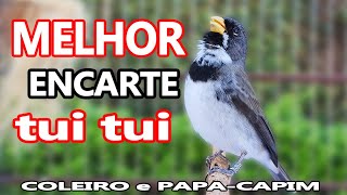 MELHOR ENCARTE tui tui para filhotes e ADULTOS [upl. by Florentia]