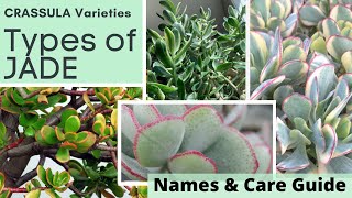 Types of JADE PLANT Identification CRASSULA Varieties  Names and Care Guide with MOODY BLOOMS [upl. by Ratep]