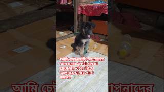 Gsd puppy Barking😱 dogcat shorts dogbarking trendinggsdanimals [upl. by Einomrah]