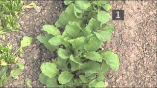 How To Harvest Radishes [upl. by Laurella]