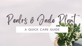 Pearls amp Jade Plant Care Guide  Plants amp Pilatays [upl. by Ttehc714]