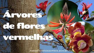 10 árvores de flores vermelhas [upl. by Assenyl]