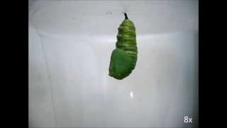 Timelapse of monarch butterfly pupation [upl. by Otrevire]