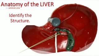 anatomy of the digestive system practical practice exam [upl. by Gothurd]