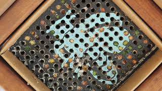 Busy Leafcutter Bees Working in a Backyard Pollinator [upl. by Ecinaej]