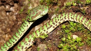 Beautiful Pit Viper Trimeresurus Venustus  Herping in Thailand [upl. by Randal808]