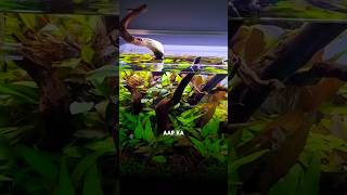 Avoid these mistake❌for your aquascape🐟 planted aquarium tips✅aquarium aquascaping [upl. by Iam]