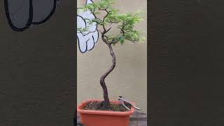 Tamarindus Indica Bonsai bonsaigarden bonsaiideas bonsai garden viralvideo viralshorts [upl. by Brookhouse794]