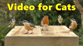 Videos for Cats to Watch  The Prettiest Birds [upl. by Duncan]