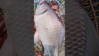 Asian Country Fishing shorts  Amazing Rural Fishing Video 🐟 Best Asian Fishing Technique shorts [upl. by Orling25]