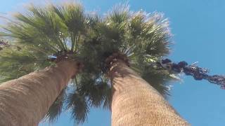 TRIMMING 2 CALIFORNIA PALM TREES with Petzl zigzag [upl. by Eidnas959]