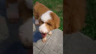 🌺🌈Cute giant poodle 🐕 Park area 🌈trending satisfying shorts shortvideo viralvideo video [upl. by Iorgo]