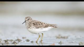 Least Sandpiper [upl. by Aneleve480]