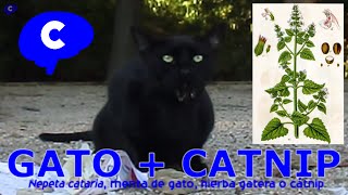 😻 EXPERIMENTO CON GATOS EFECTO DEL CATNIP EN GATOS  EXPERIMENTO BIOLOGÍA Y VETERINARIA  COGNITIO [upl. by Pul]