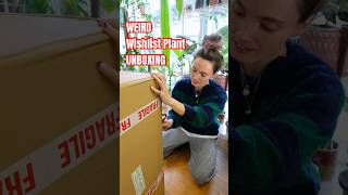 So thrilled with these plants 🌿 houseplants unboxing plants plantparent anthurium rareplants [upl. by Aznecniv]