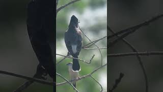 DrongoRed vented bulbul Indian silverbill [upl. by Fortuna]