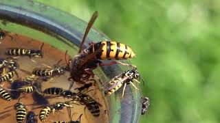 Trapping Wasps Hornets and Yellow Jackets Best Bait Mixture and lure Protecting Honey Bees [upl. by Notlim931]