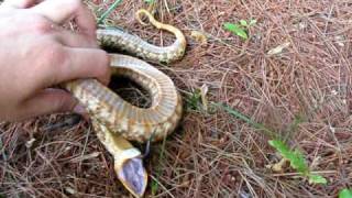 hognose playing dead kinda funny [upl. by Morris356]