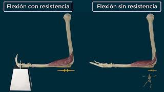 Braquiorradial Origen Inserción Función e Inervación [upl. by Ibot]