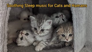 Relaxing MUSIC FOR CATS and humans Heilungsfrequenz für KATZENampMENSCHEN Entspannendestampycat [upl. by Yenot]