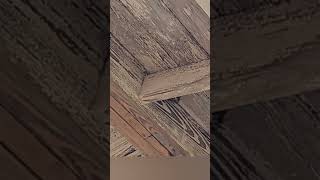 wasp gotta go quot10 Housequot pest porch remodel shorts viral losreyesfunctionalart shortsviral [upl. by Kahcztiy]