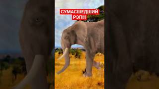 ПАЦАН КРУТО ЗАЧИТАЛ РЭП ПРО СЛОНА🤩 мскус рэп слон крутаямузыка [upl. by Ecienaj323]