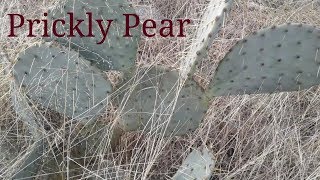 Prickly Pear How to grow harvest transplant compost and remove [upl. by Ecnahc]