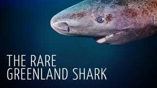 Rare Encounter with Greenland Shark  Adam Ravetch [upl. by Aekim750]