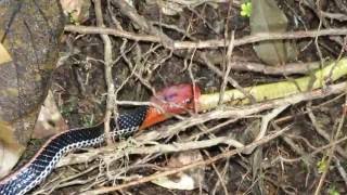 Bungarus flaviceps baluensis eats a Calamaria griswoldi [upl. by Llertal]