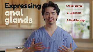 How to Express Anal Glands  Vet Tips with Dr Primavera [upl. by Scheer]